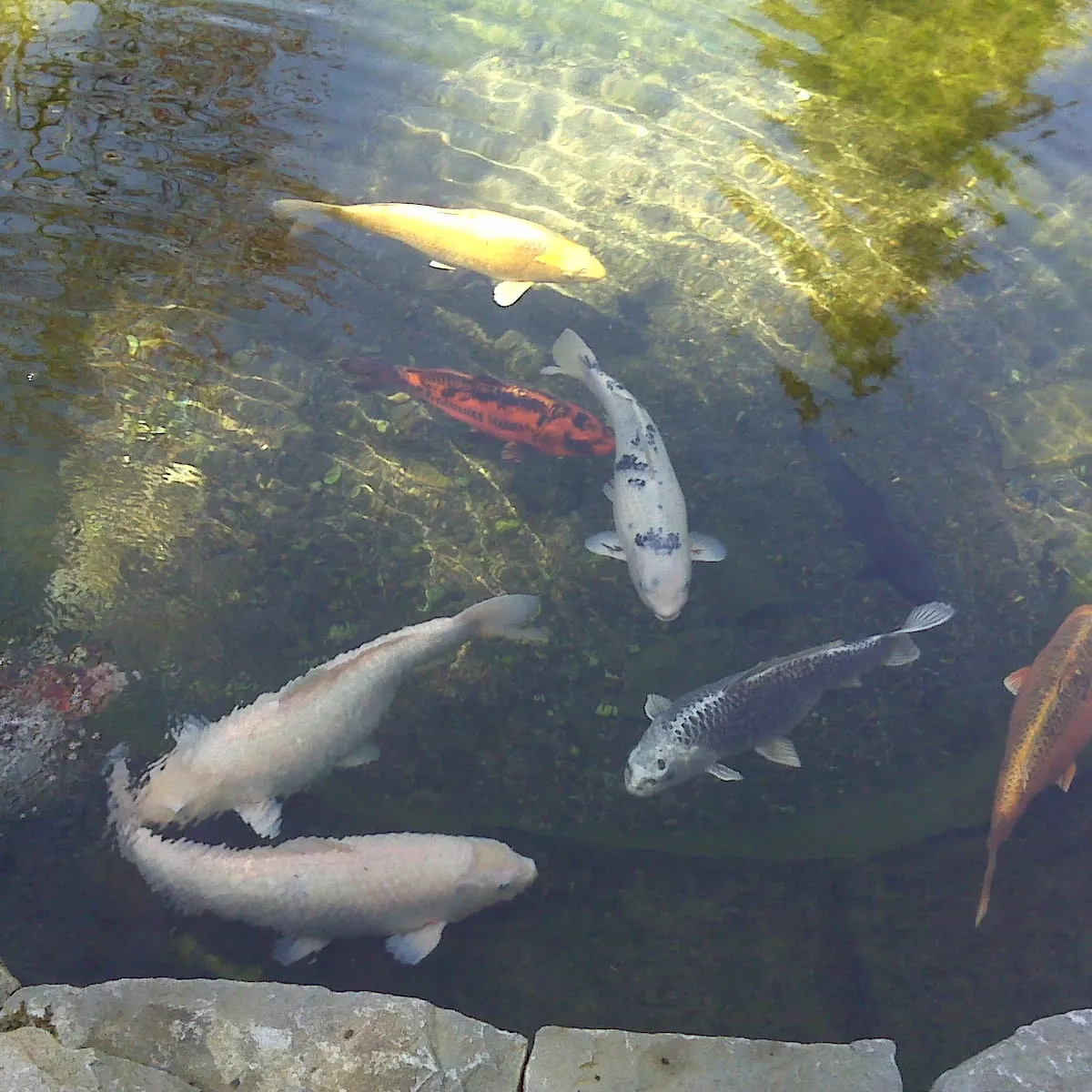 Multiple koi fish swimming in ornamental pond with visible rocks and aquatic plants