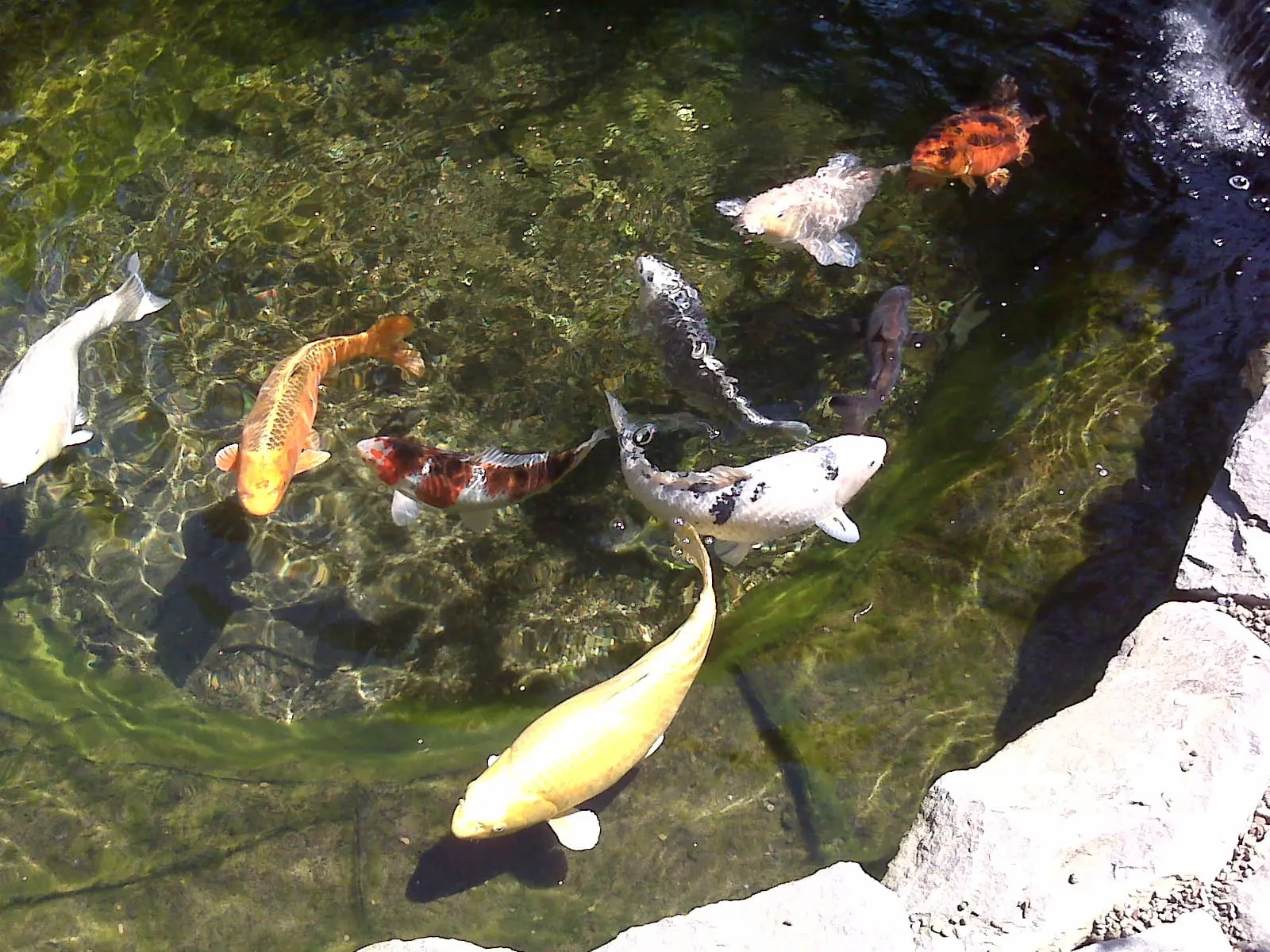 Clear koi pond with colorful koi fish and algae-covered stone edges