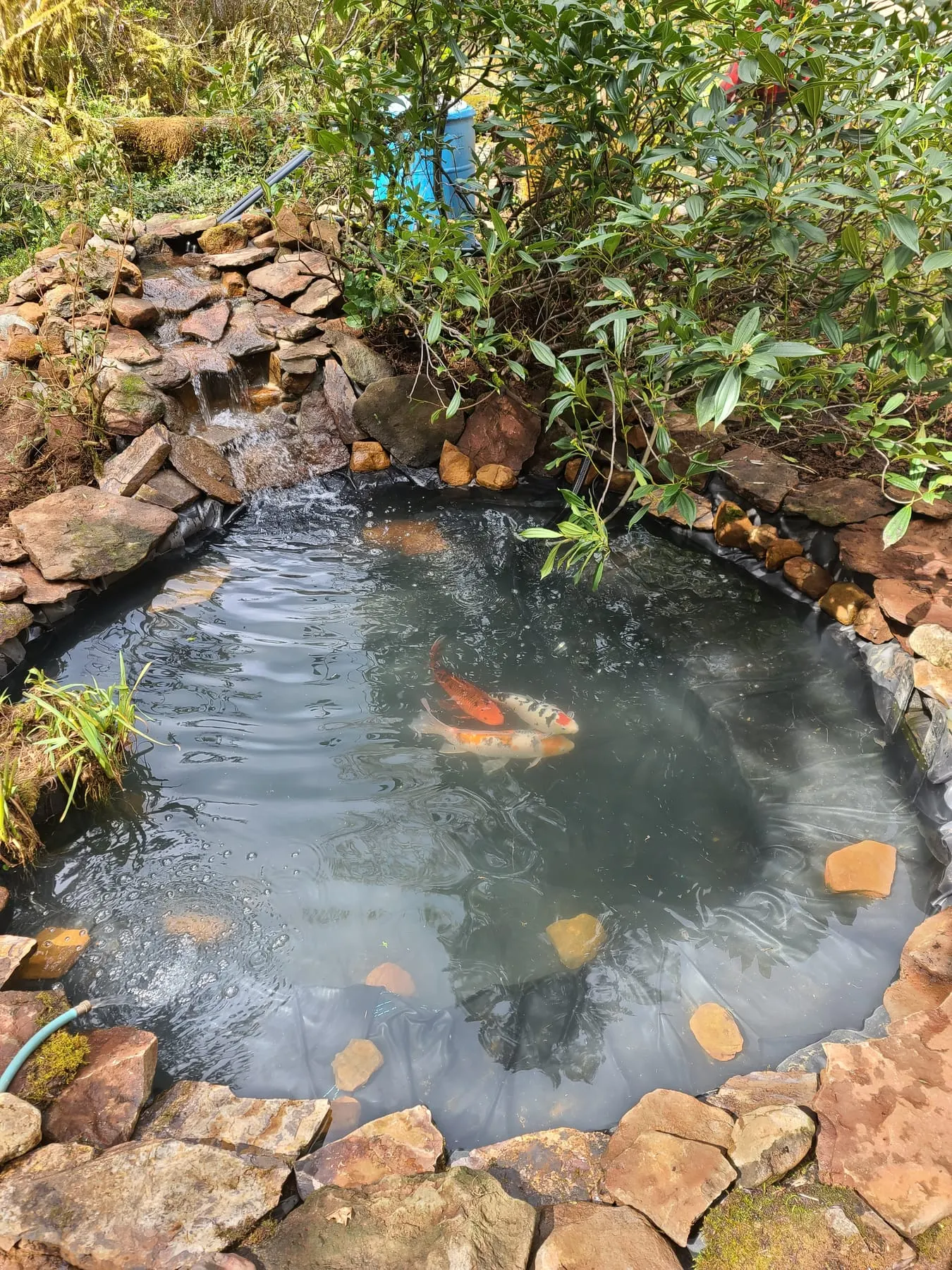 Natural stone-lined koi pond with orange and white fish, lush vegetation