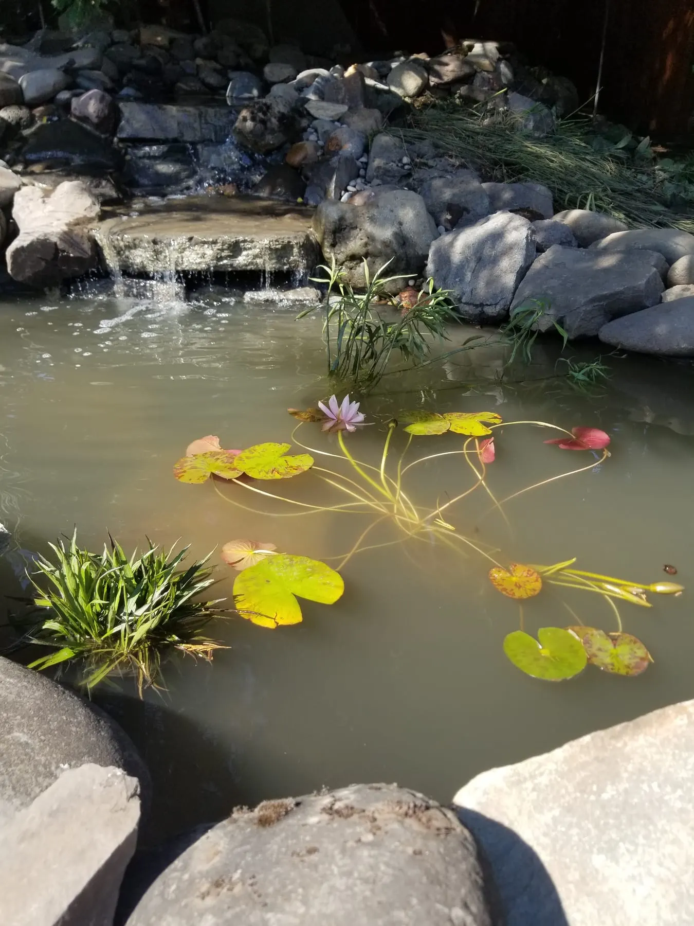 Pond with pink water lily, yellow lily pads, and stone edging