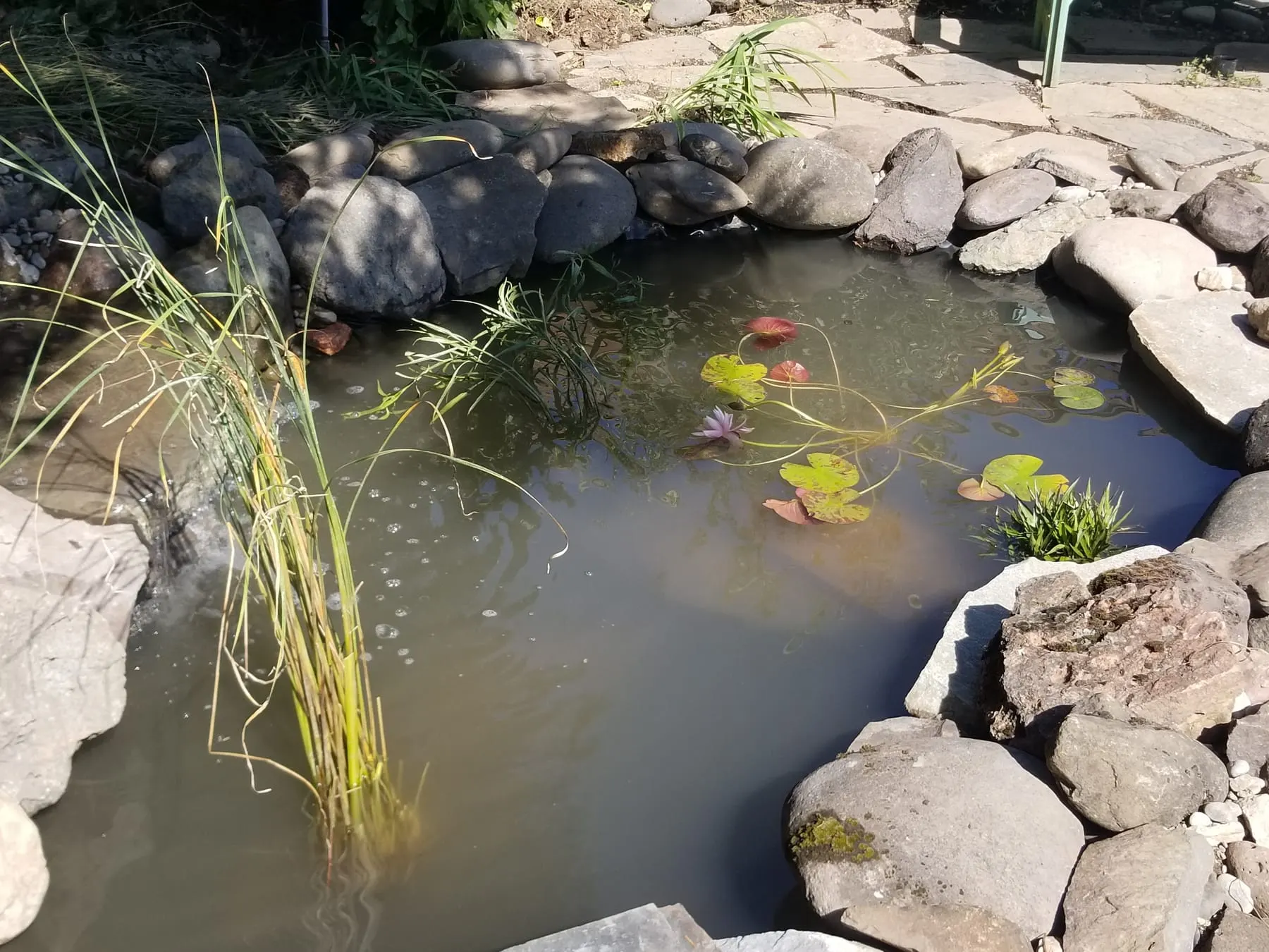 Koi pond with lily pads, stone edging, and marginal plants