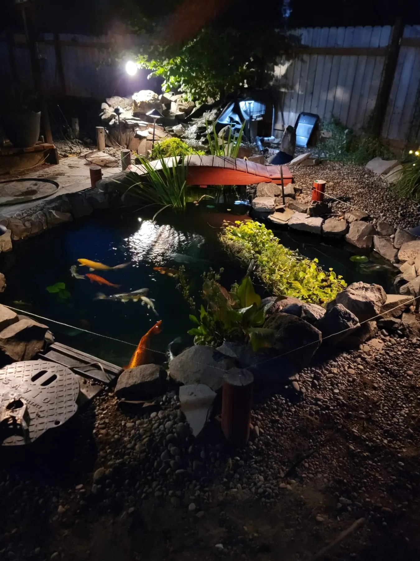 Night-lit koi pond with orange and white fish, surrounded by rocks and plants