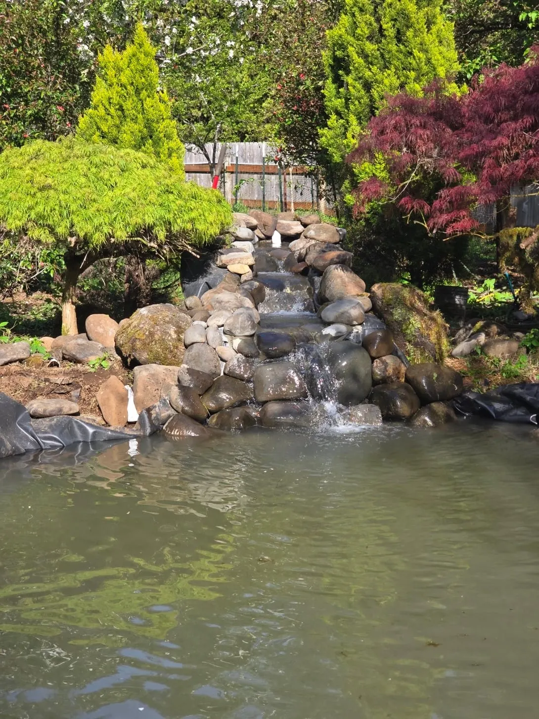 Multi-tiered boulder waterfall flowing into still pond surrounded by Japanese maples and landscaping